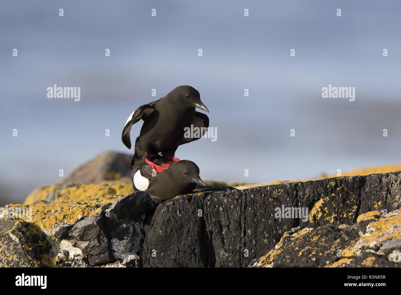 Black Guillemot (Cepphus grylle) mating, Skjaervaer island, Vega archipelago, Norway Stock Photo