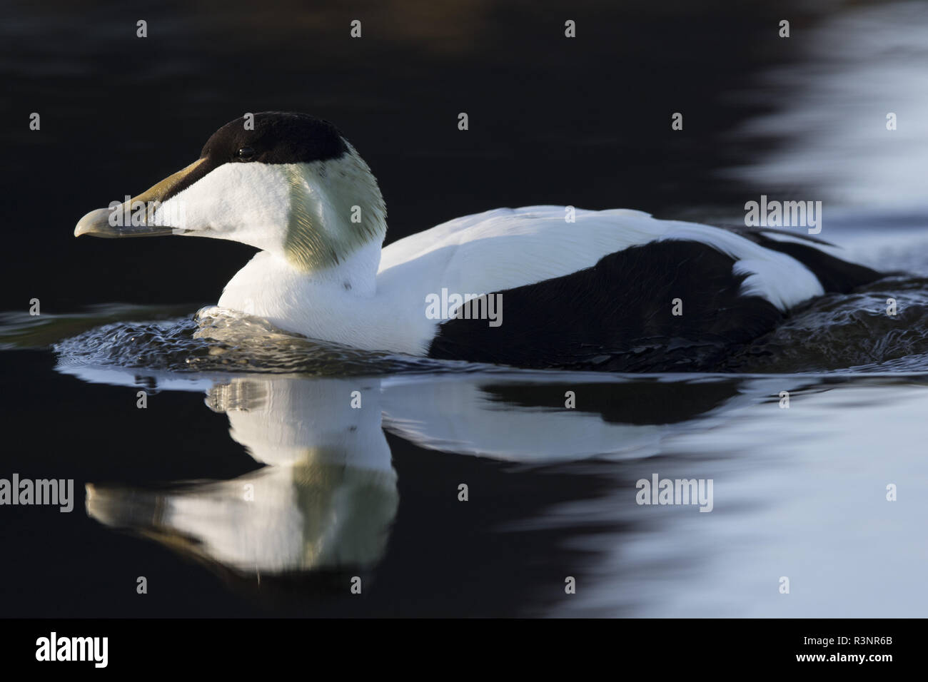 Common Eider (Somateria mollissima) male. Down collecting in Lanan island. There are specific shelters with many different shape for the wild ducks. Vega archipelago, Norway Stock Photo