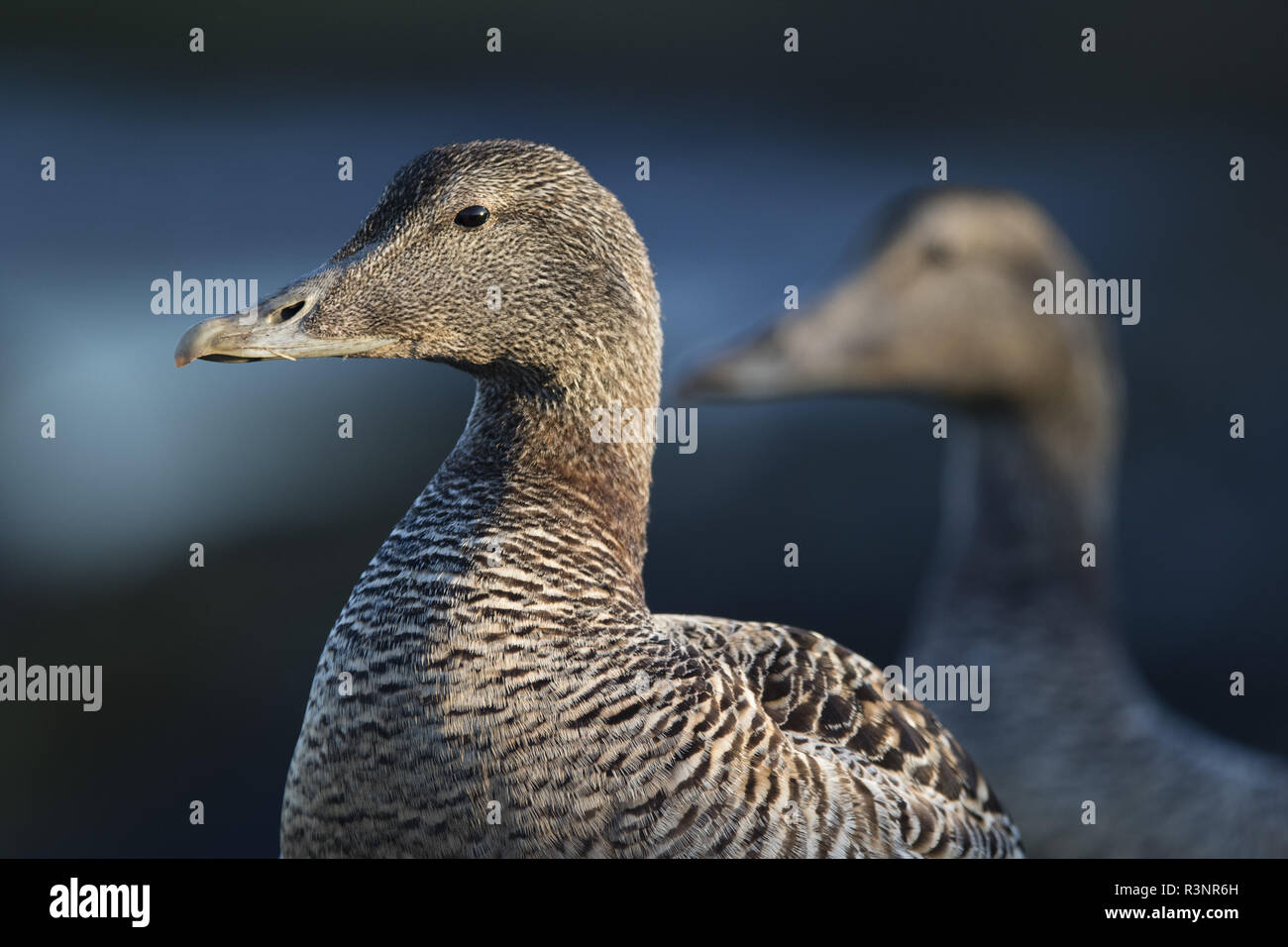 Common Eider (Somateria mollissima) female. Down collecting in Lanan island. There are specific shelters with many different shape for the wild ducks. Vega archipelago, Norway Stock Photo