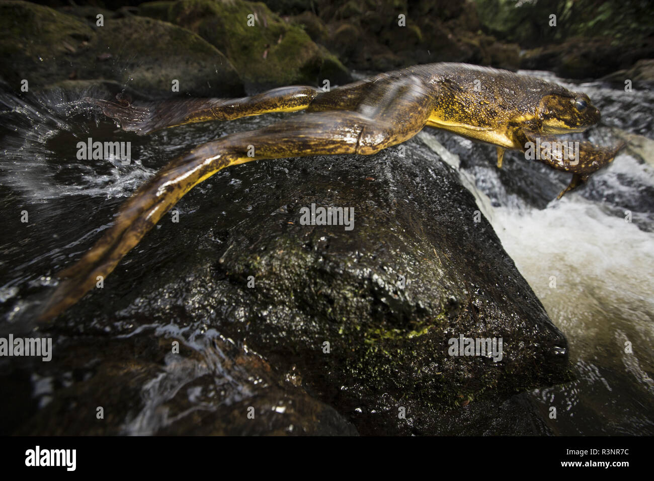 Goliat frog (Conraua goliath) leaping in a river, Cameroon Stock Photo