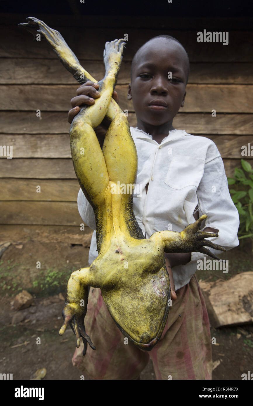 Goliath frog (Conraua goliath) Hunted for food. Bush meat. Cameroon Stock Photo
