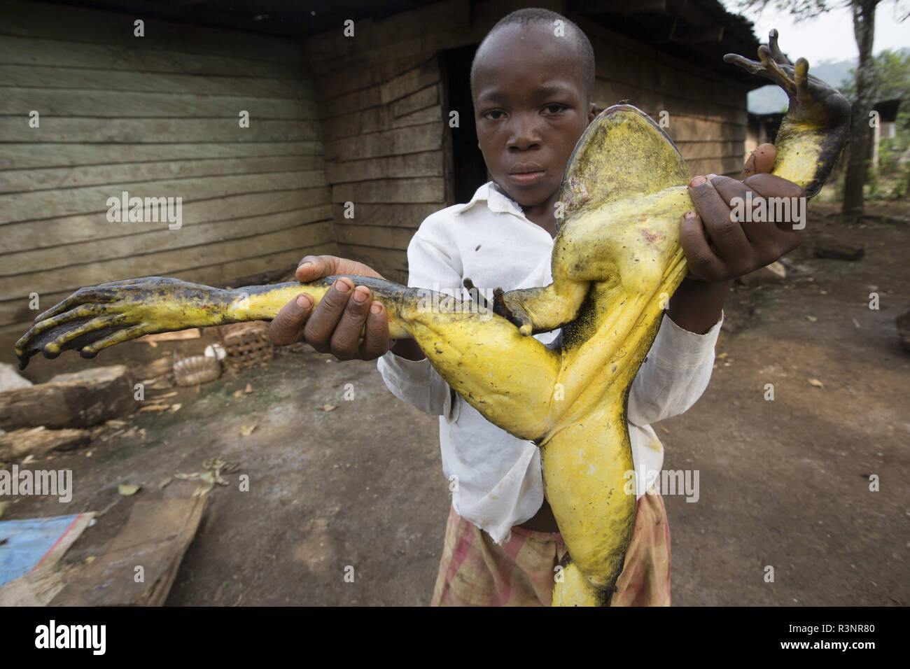 Goliath frog (Conraua goliath) Hunted for food. Bush meat. Cameroon Stock Photo