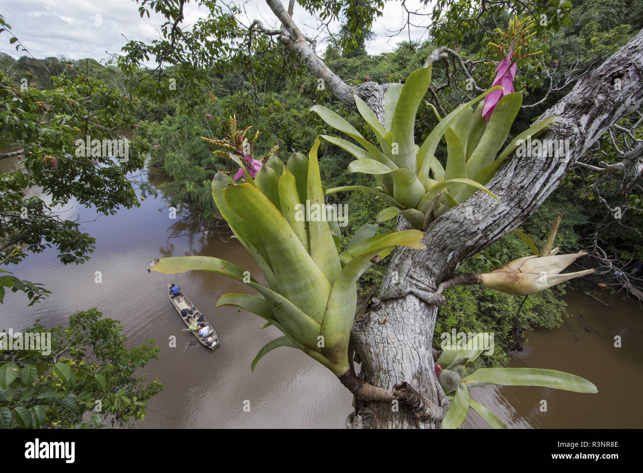 Epiphytic bromeliads in bloom, Amazonia, Pacaya Samiria NP, Peru Stock Photo