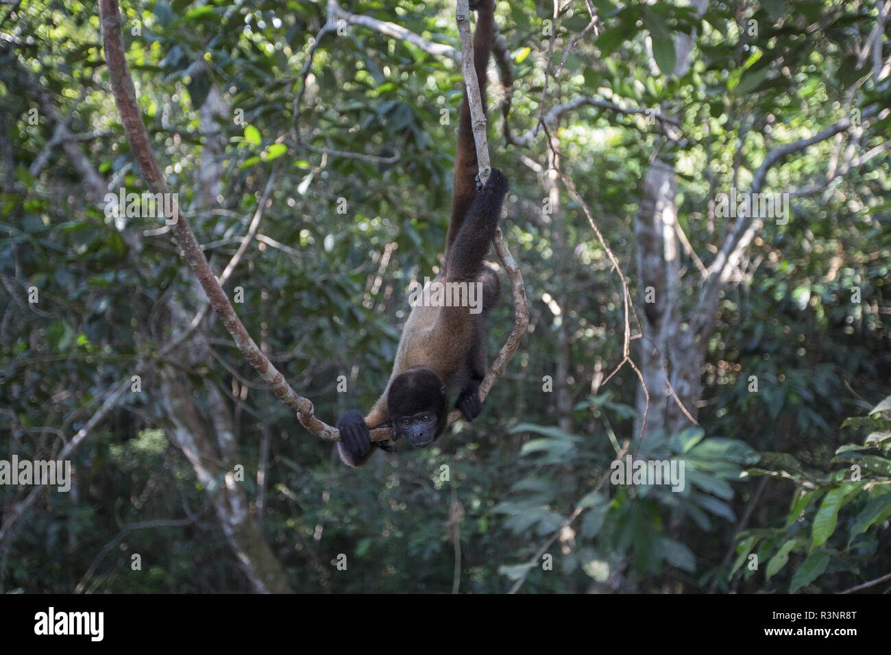 Humboldt's Woolly Monkey (Lagothrix logotricha) IKamaperou sanctuary, Pacaya Samiria NP, Amazon, Peru Stock Photo