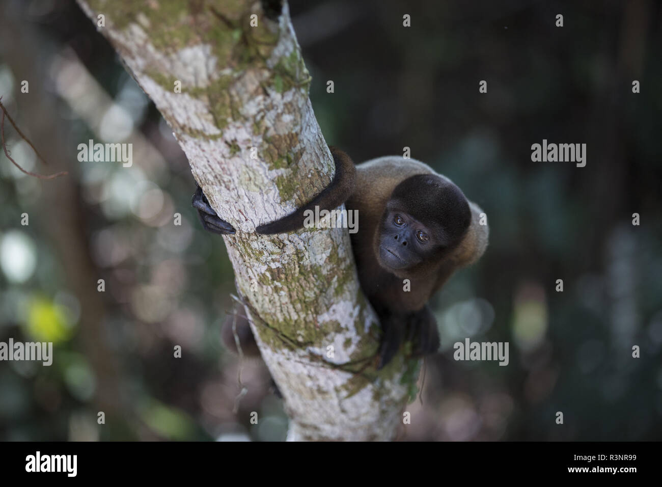 Humboldt's Woolly Monkey (Lagothrix logotricha) IKamaperou sanctuary, Pacaya Samiria NP, Amazon, Peru Stock Photo