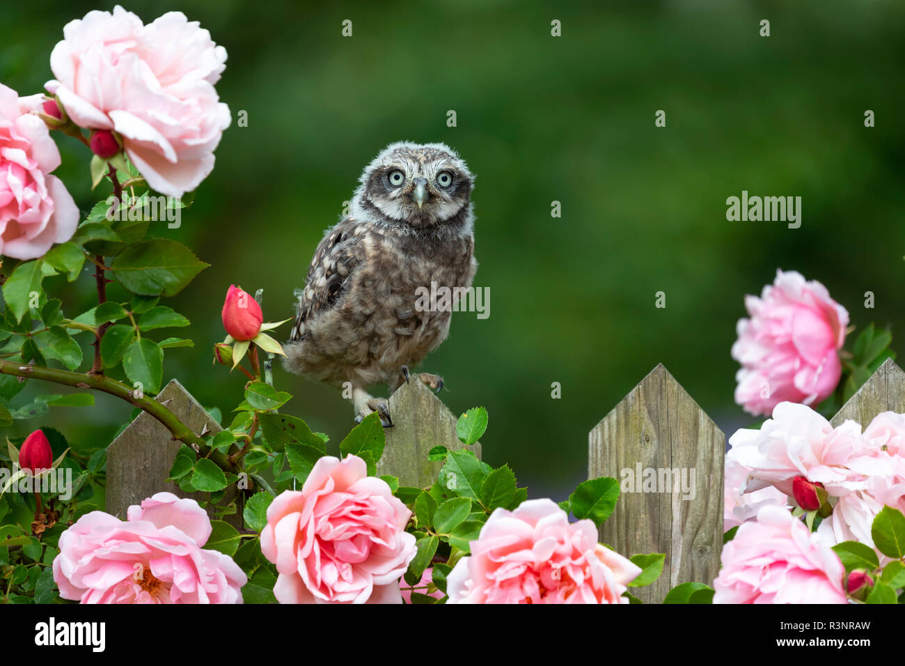 Young Little owl (Athene noctua) standing on a fence by a flowering Rose, England Stock Photo