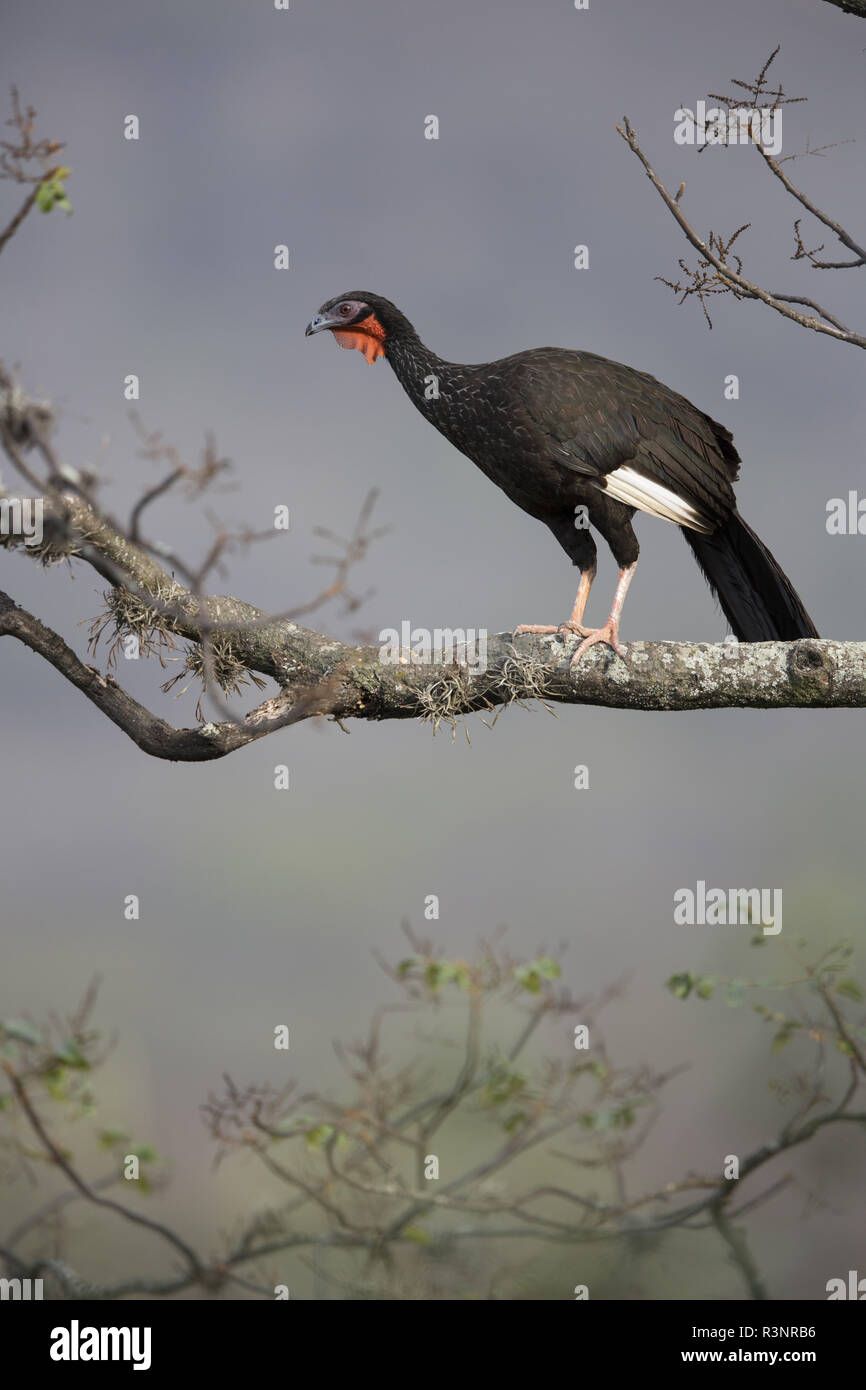 White-winged guan (Penelope albipennis), Chaparri Reserve, Andean Piemont, Peru Stock Photo