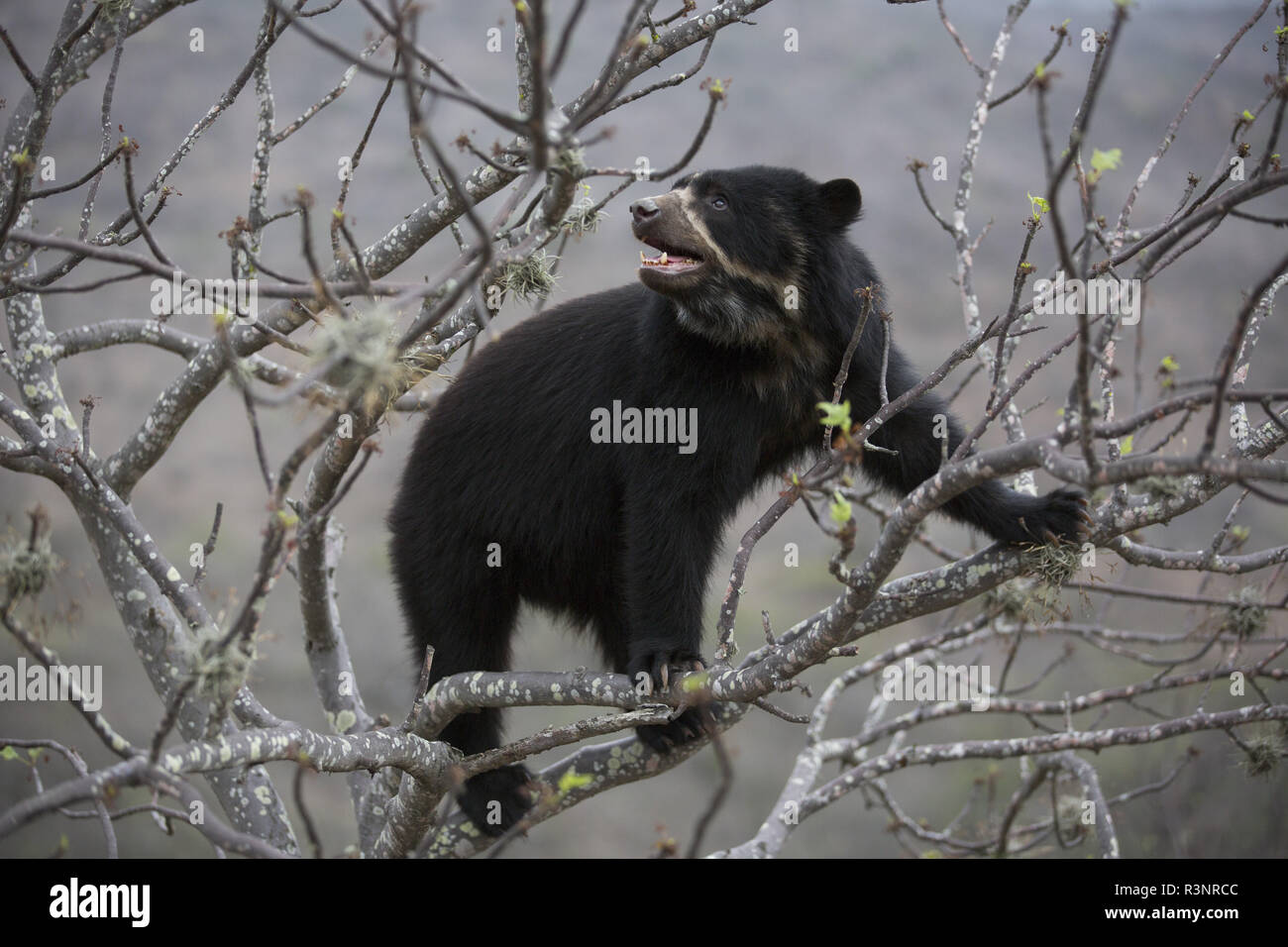 Spectacled Bear (Tremarctos ornatus) Chaparri Reserve, Andean Piemont, Peru Stock Photo