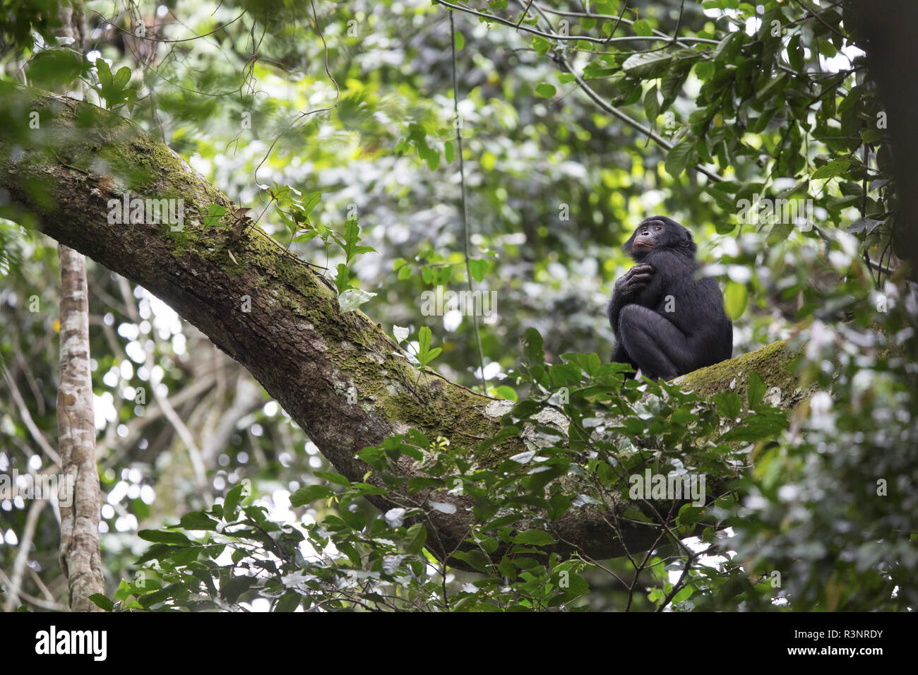 Bonobo (Pan paniscus) Bonobo population revealed to the international scientific community by Mr Bokika in 2001. North of Bandundu province. Democratic republic of congo (DRC) Stock Photo