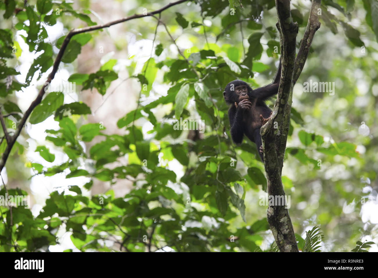 Bonobo (Pan paniscus) Bonobo population revealed to the international scientific community by Mr Bokika in 2001. North of Bandundu province. Democratic republic of congo (DRC) Stock Photo