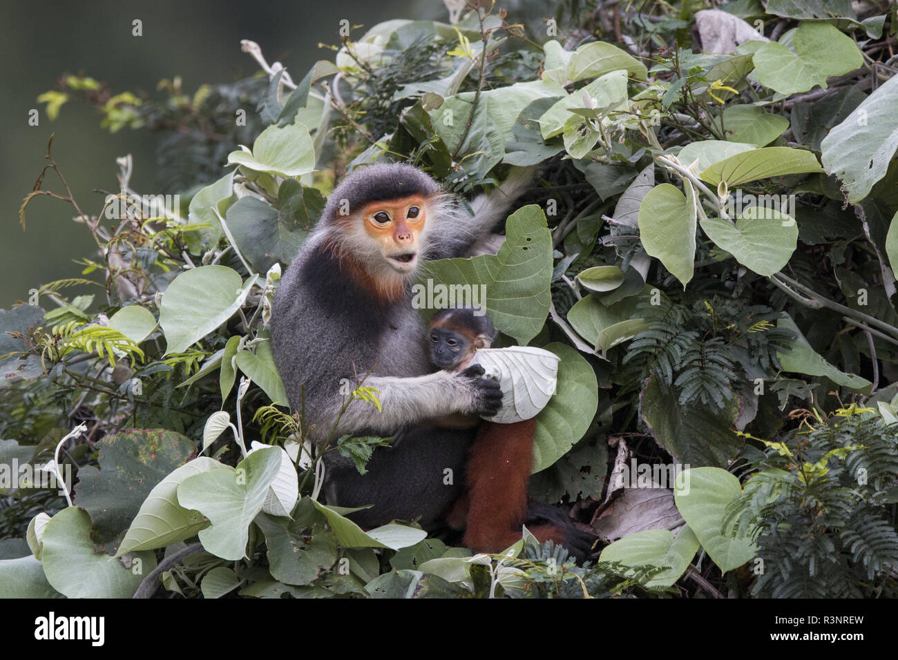 Red-shanked Douc langur (Pygathrix nemaeus) Female and new-born baby, Vietnam Stock Photo