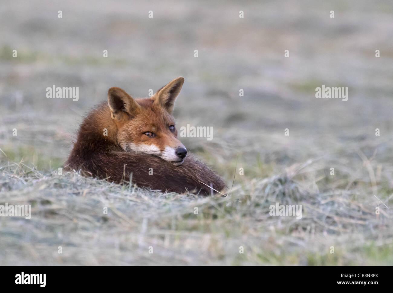 Red fox (Vulpes vulpes) laying in a meadow, England Stock Photo