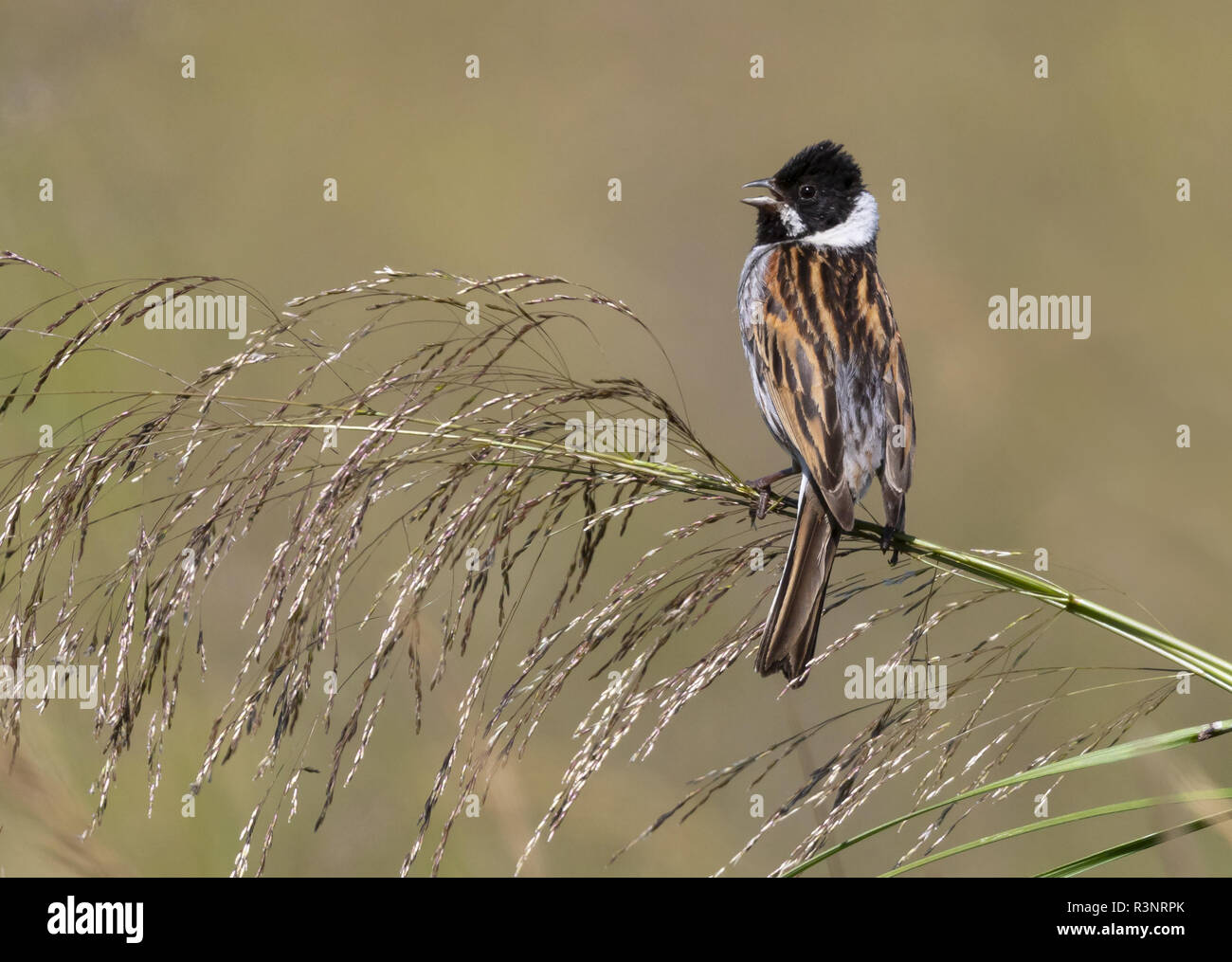 Reed bunting (Emberiza schoeniclus) perched on a grass and displaying, England Stock Photo