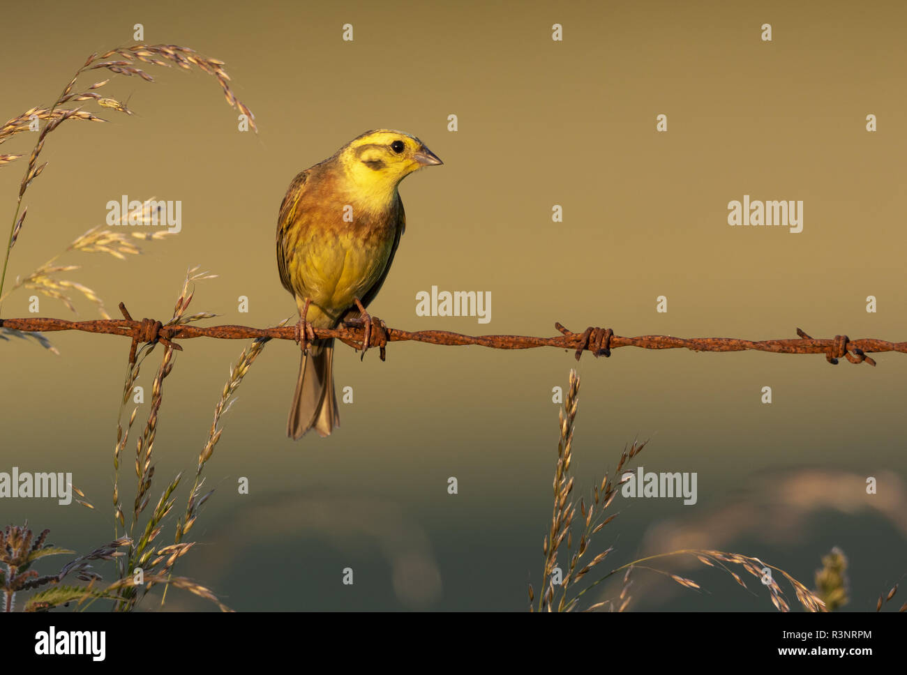 Yellowhammer (Emberiza citrinella) perched on a barbed wire at sunset, England Stock Photo