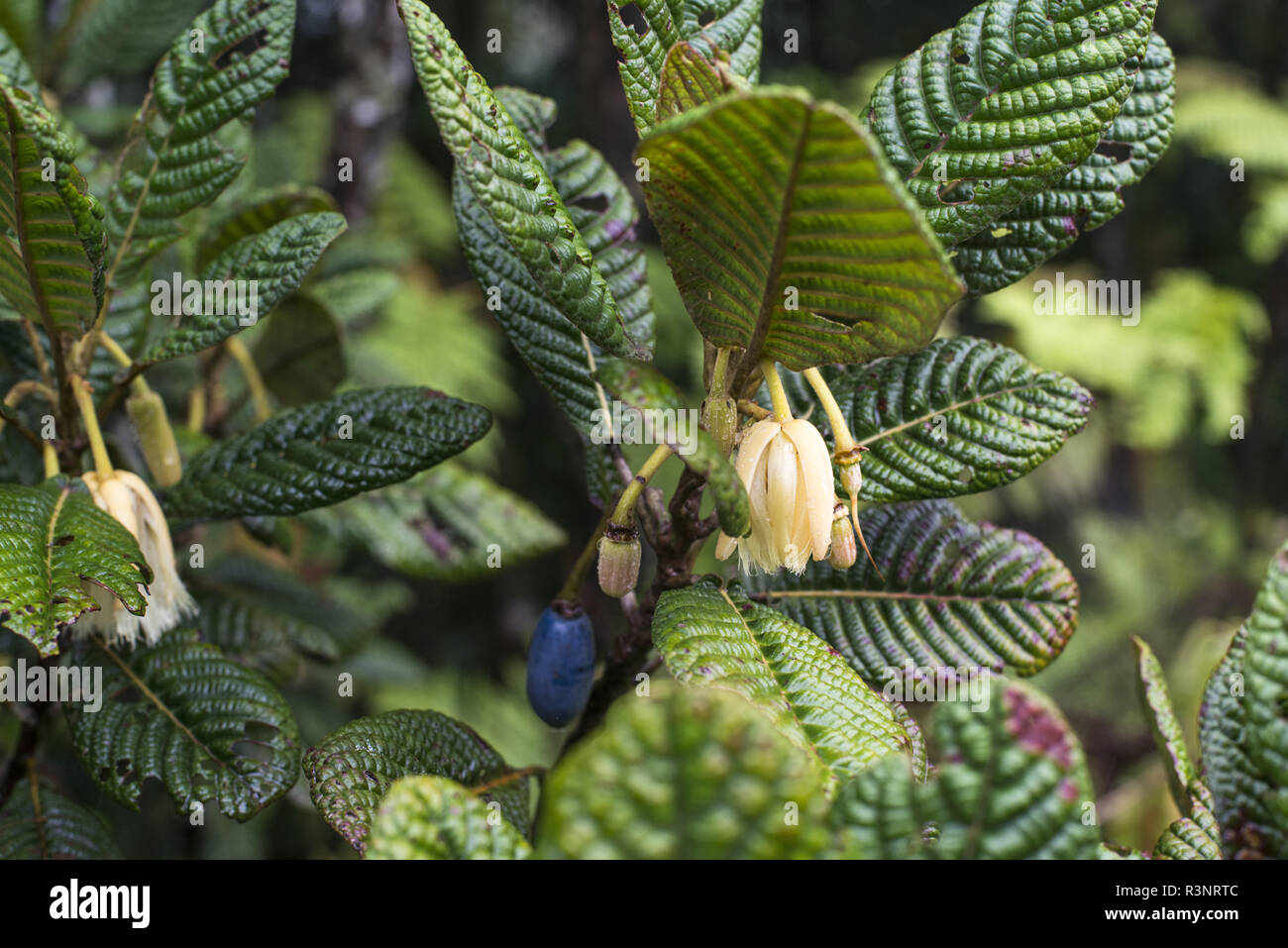 Flower and fruit of Elaeocarpus (Elaeocarpus geminiflorus) on the tree in humid forest. Moist