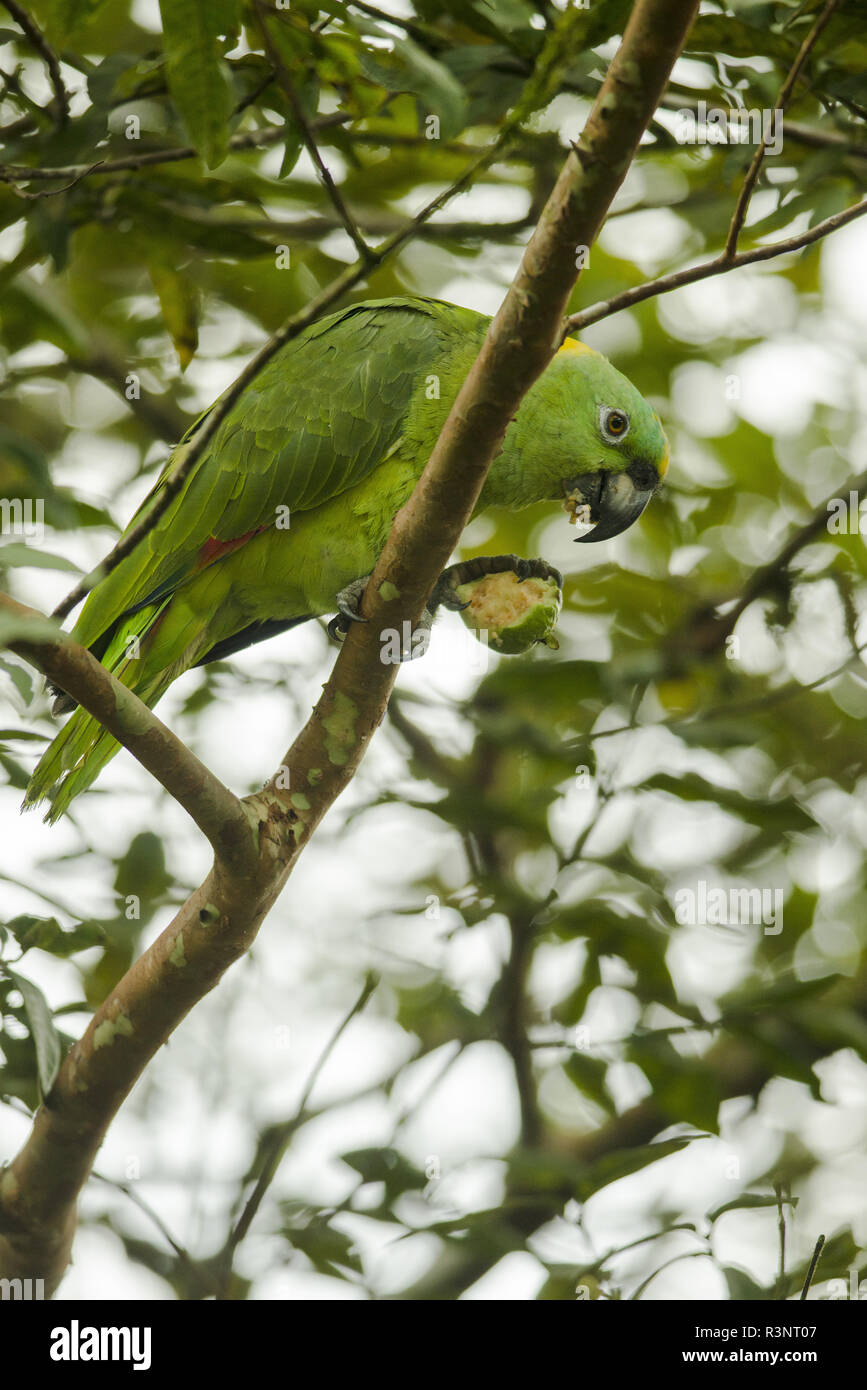 Amazona sp hi-res stock photography and images - Alamy