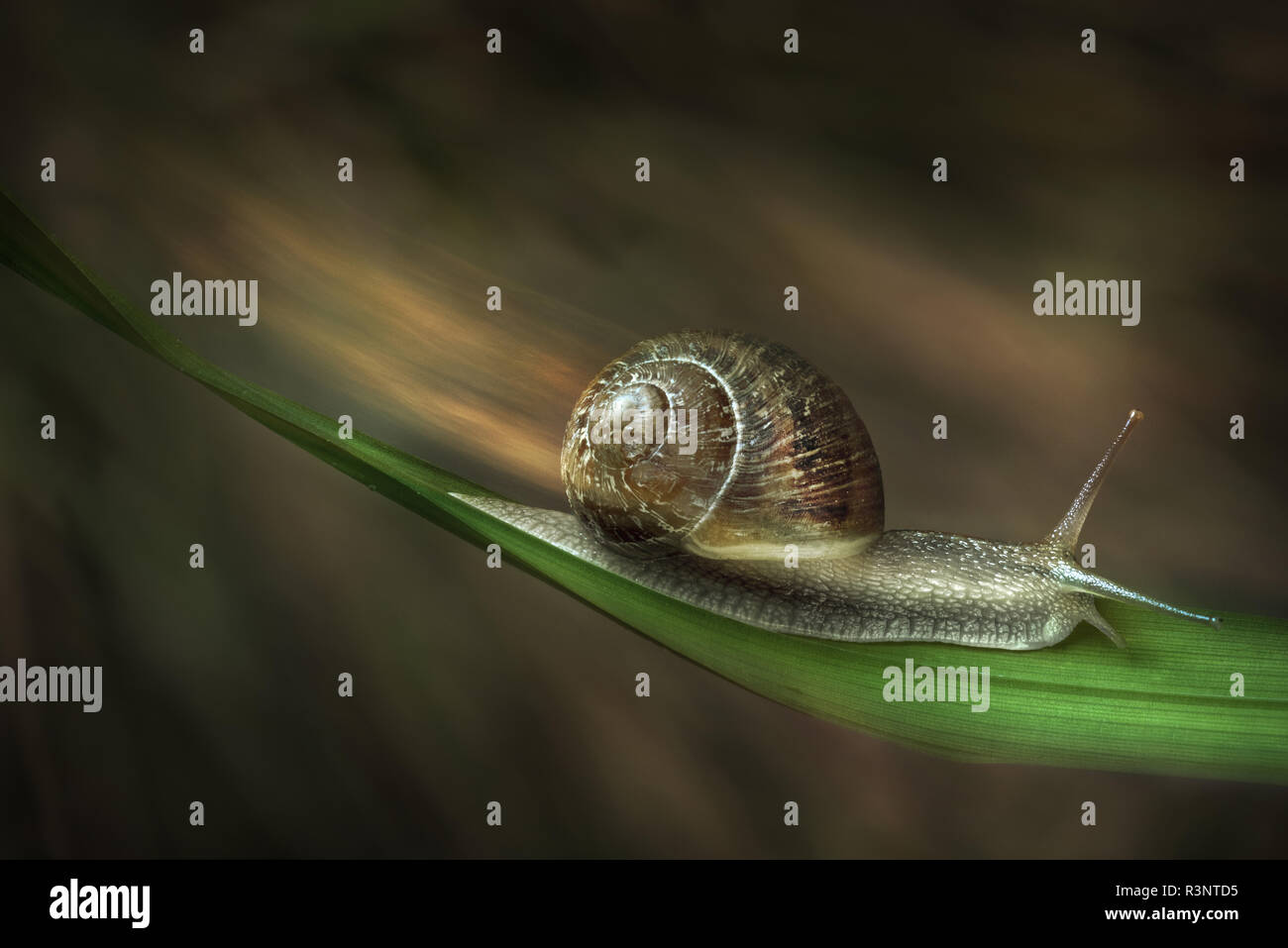 Turbo snail, Parma, Italy Stock Photo Alamy
