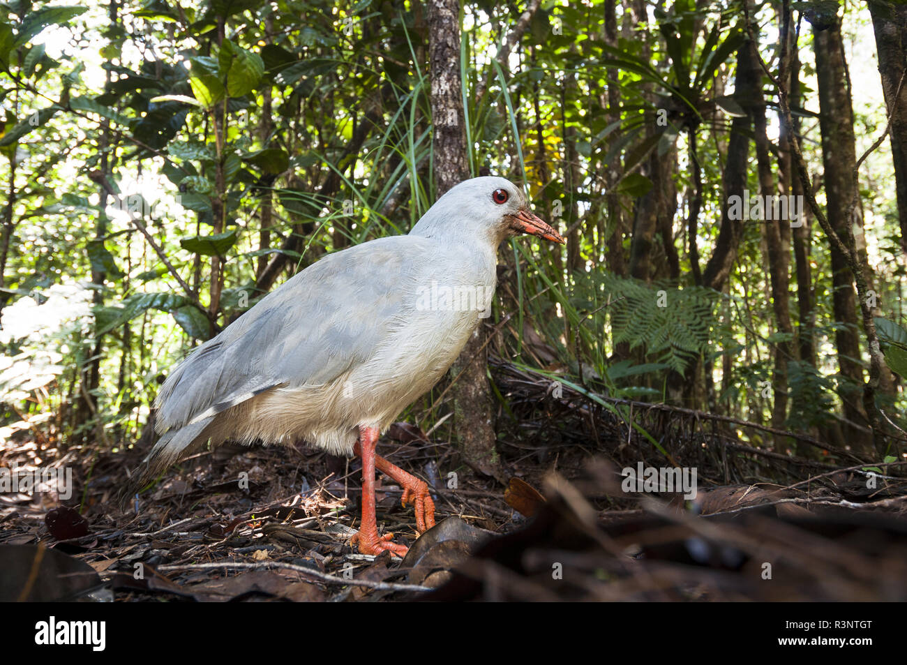 Kagu (Rhynochetos jubatus) on ground, Rainforest, Blue River Park, New Caledonia. Stock Photo