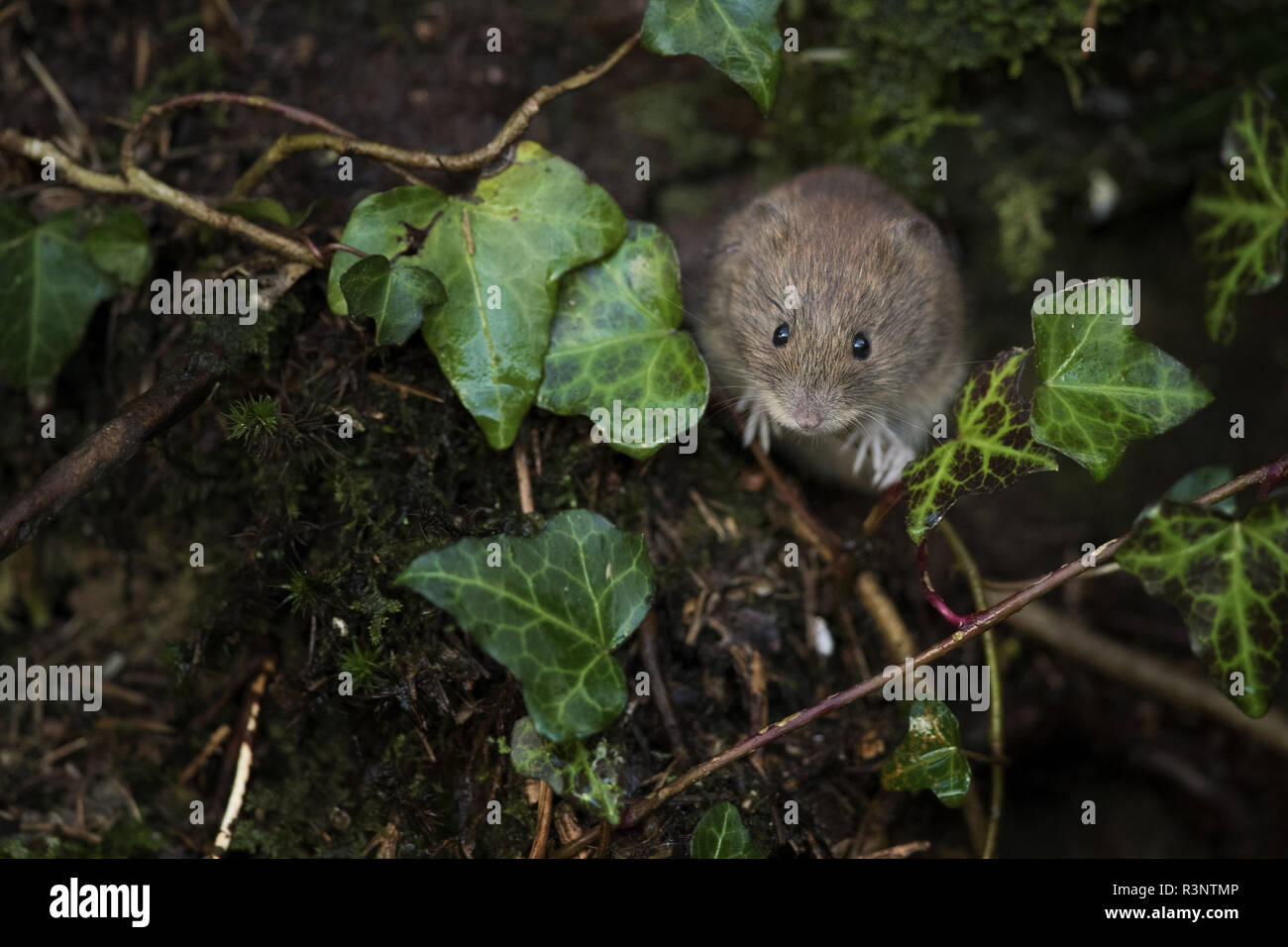 A Bank Vole (Clethrionomys glareolus) perches on some Ivy shortly after emerging for the night. Stock Photo