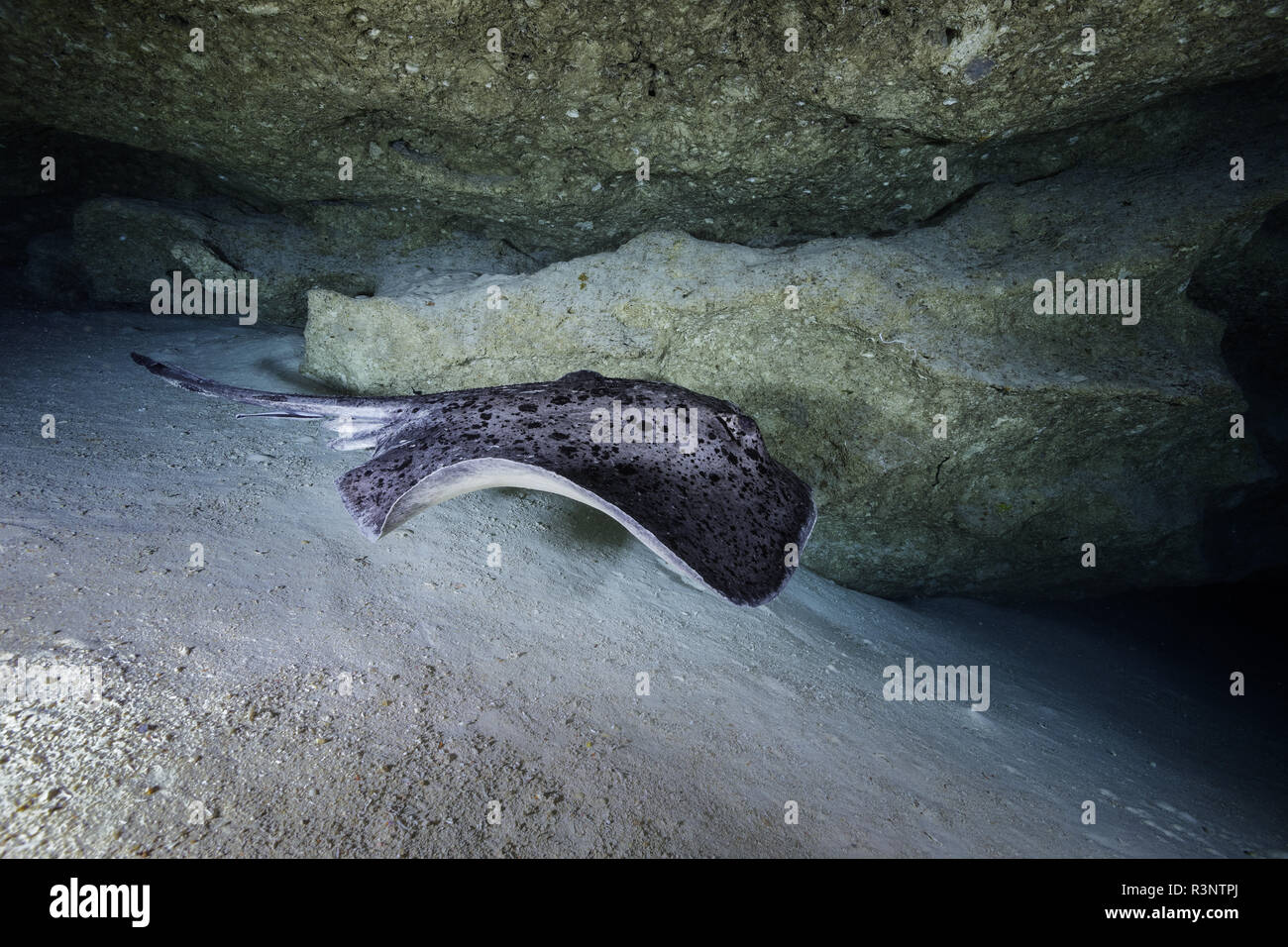 Blotched Fantail Ray Taeniura Meyeni At The Entrance Of The Cave 