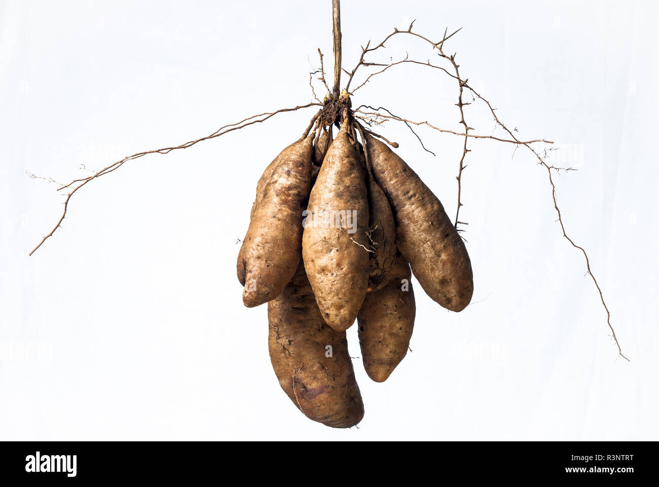 Cluster of yam tubers Variety Waleï. New Caledonia Stock Photo Alamy