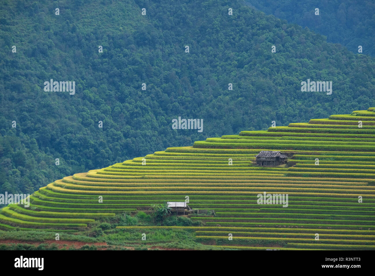 Aerial view of Vietnam landscapes. Yellow rice field in village at Ha ...