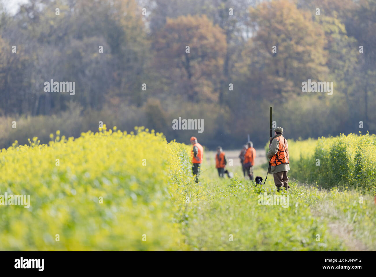 Animal tracking dogs hires stock photography and images Alamy