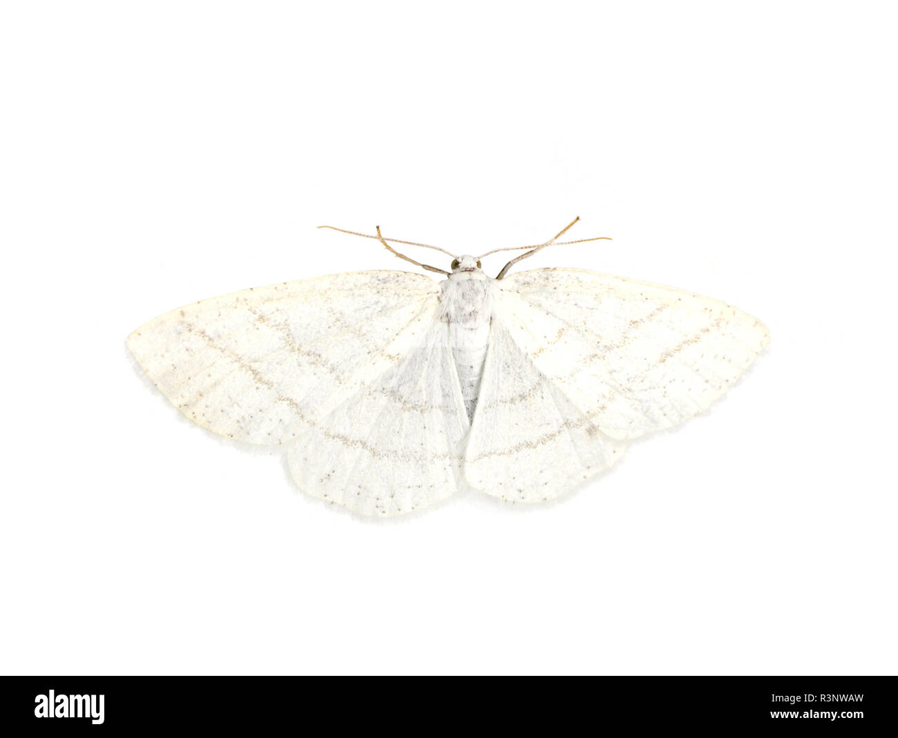 Common White Wave moth Cabera pusaria isolated on white background Stock Photo