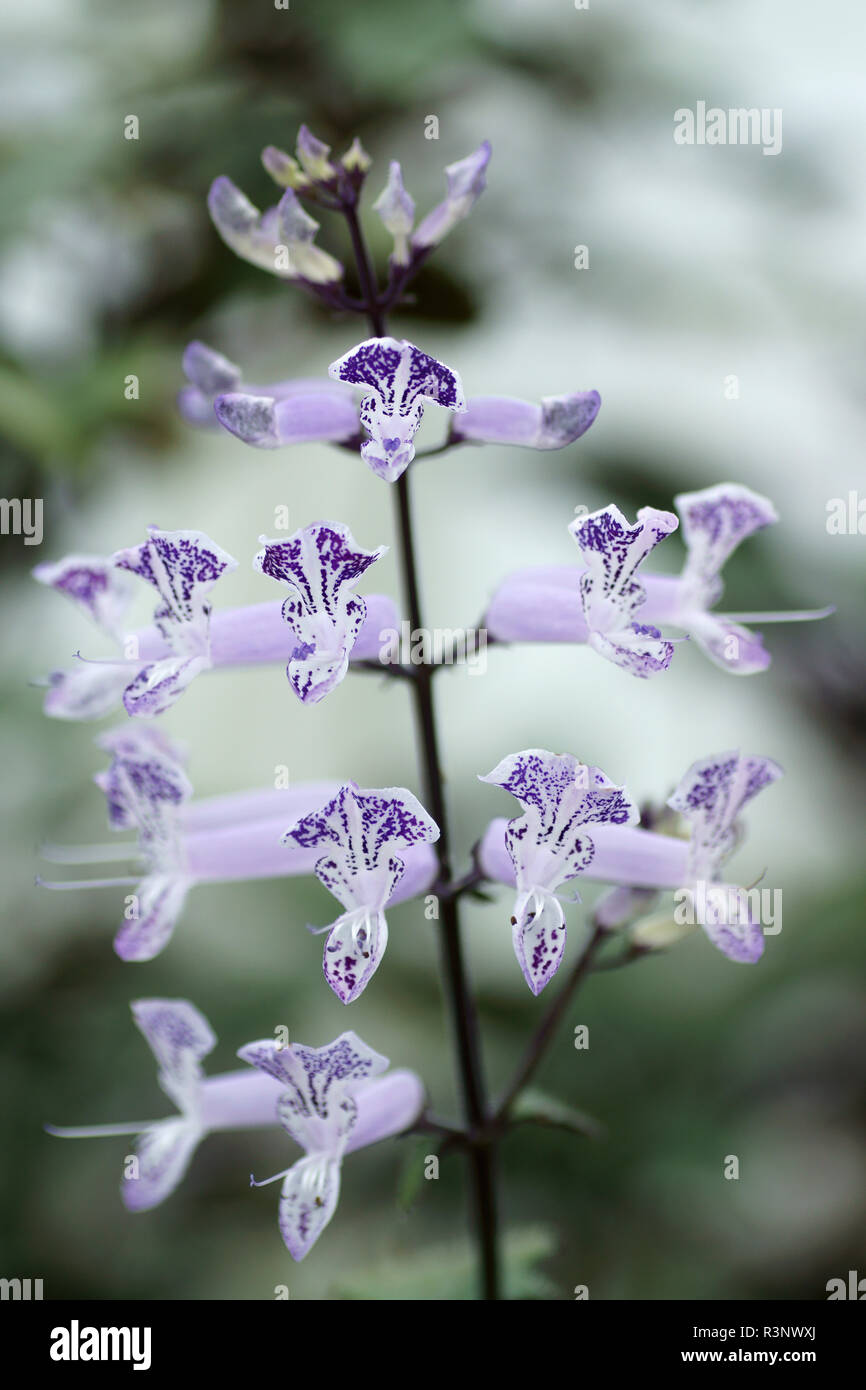 Plectranthus 'Mona Lavender' Stock Photo
