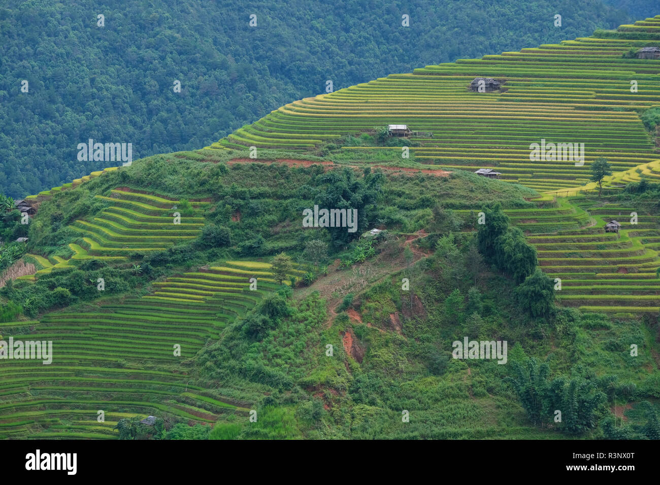 Aerial view of Vietnam landscape. Yellow rice field in village at Ha ...