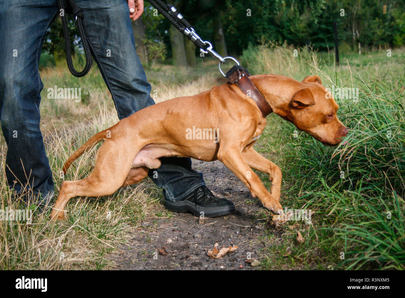 Red/ red nose American Pit Bull Terrier dog pulling on the leash Stock  Photo - Alamy