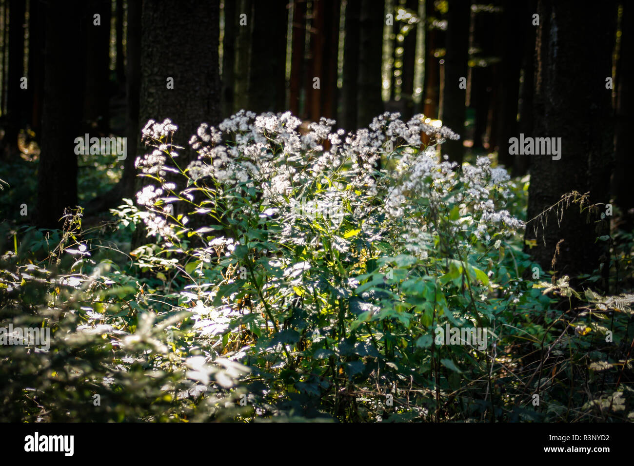 Forest plant on the route to the mountain Nebelstein, Waldviertel, Austria Stock Photo
