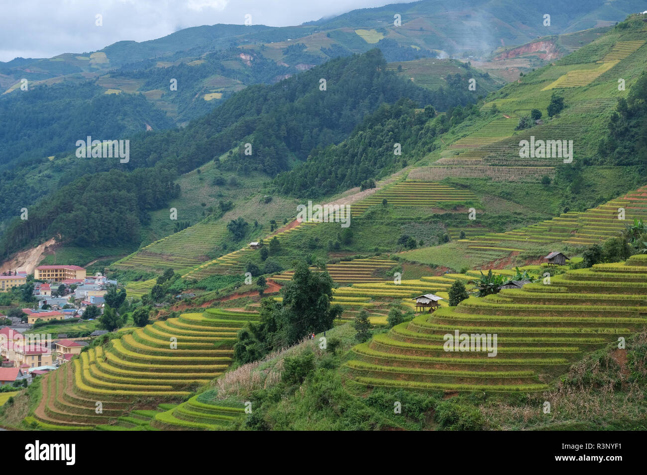 Aerial view of Vietnam landscapes. Yellow rice field in village at Ha ...