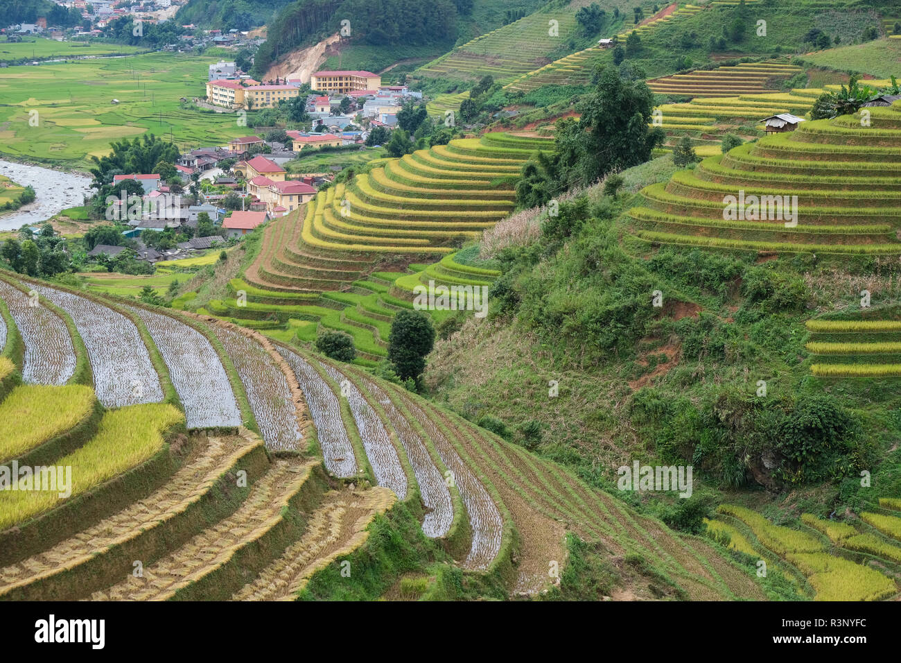 Aerial view of Vietnam landscape. Yellow rice field in village at Ha ...