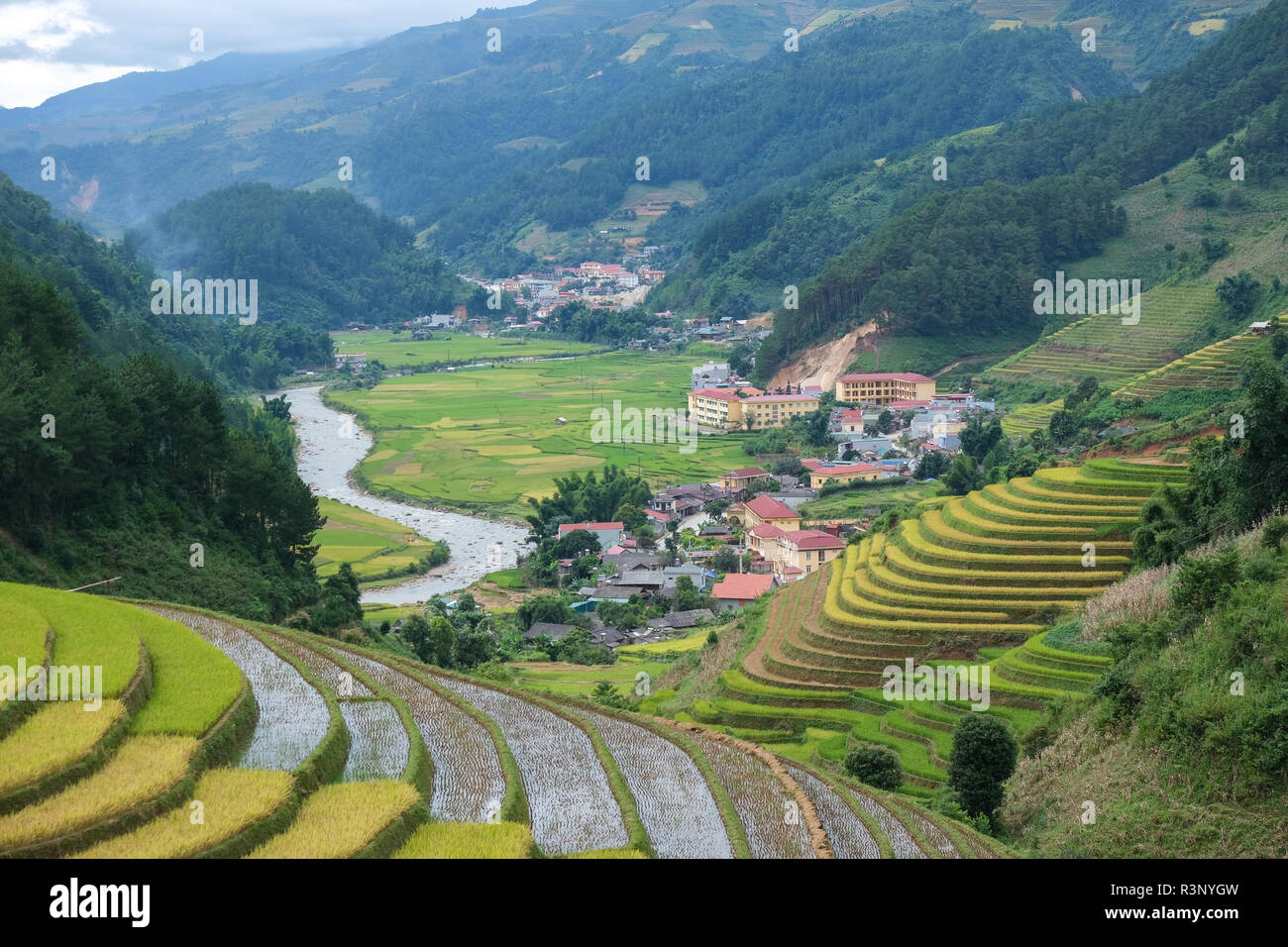 Aerial view of Vietnam landscapes. Yellow rice field in village at Ha ...