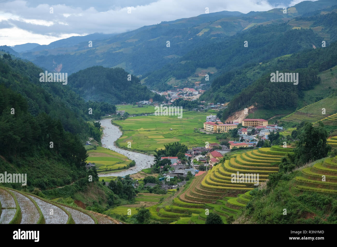Aerial view of Vietnam landscape. Yellow rice field in village at Ha ...