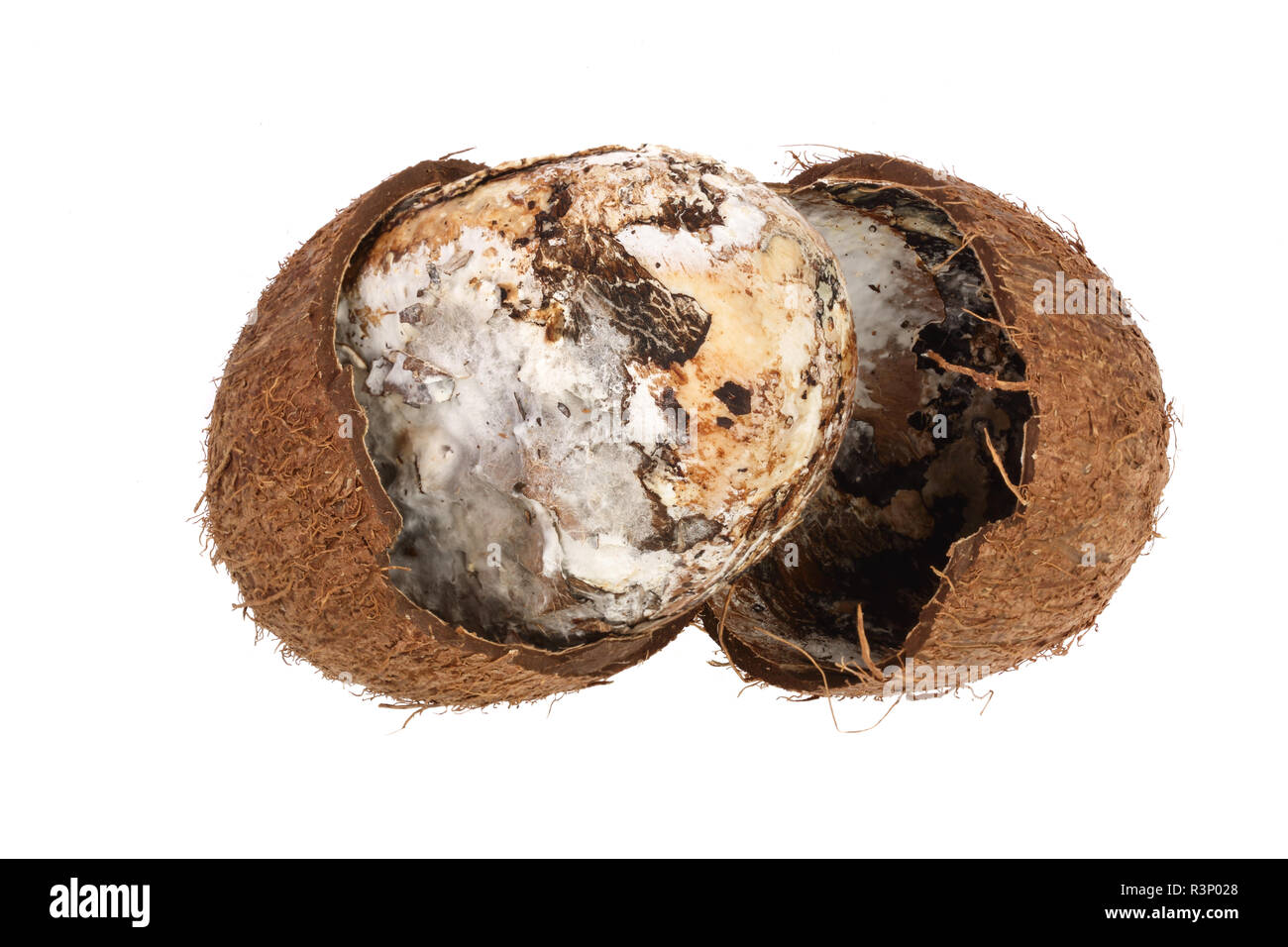 Coconut spoiled with mold isolated on white background. Top view Stock Photo