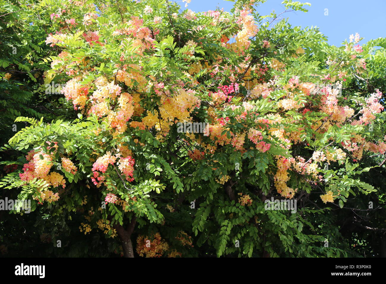 Rainbow shower tree, O’ahu Hawaii Stock Photo - Alamy
