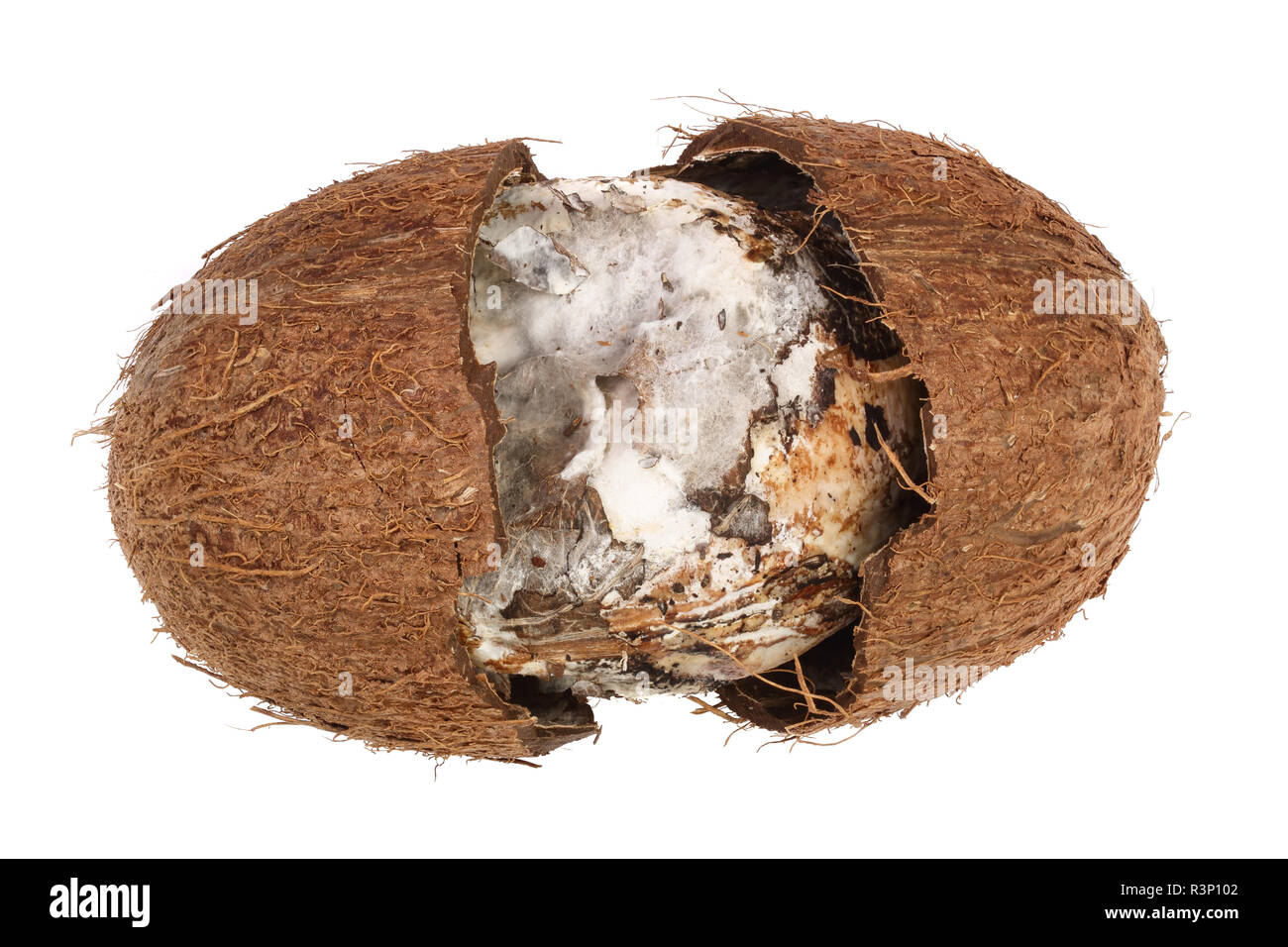 Coconut spoiled with mold isolated on white background. Top view Stock Photo