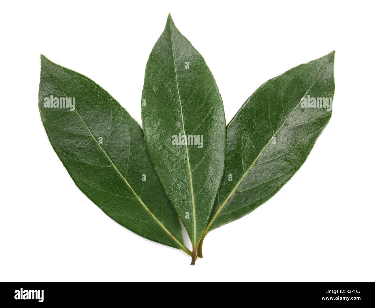 Laurel leaf hires stock photography and images Alamy