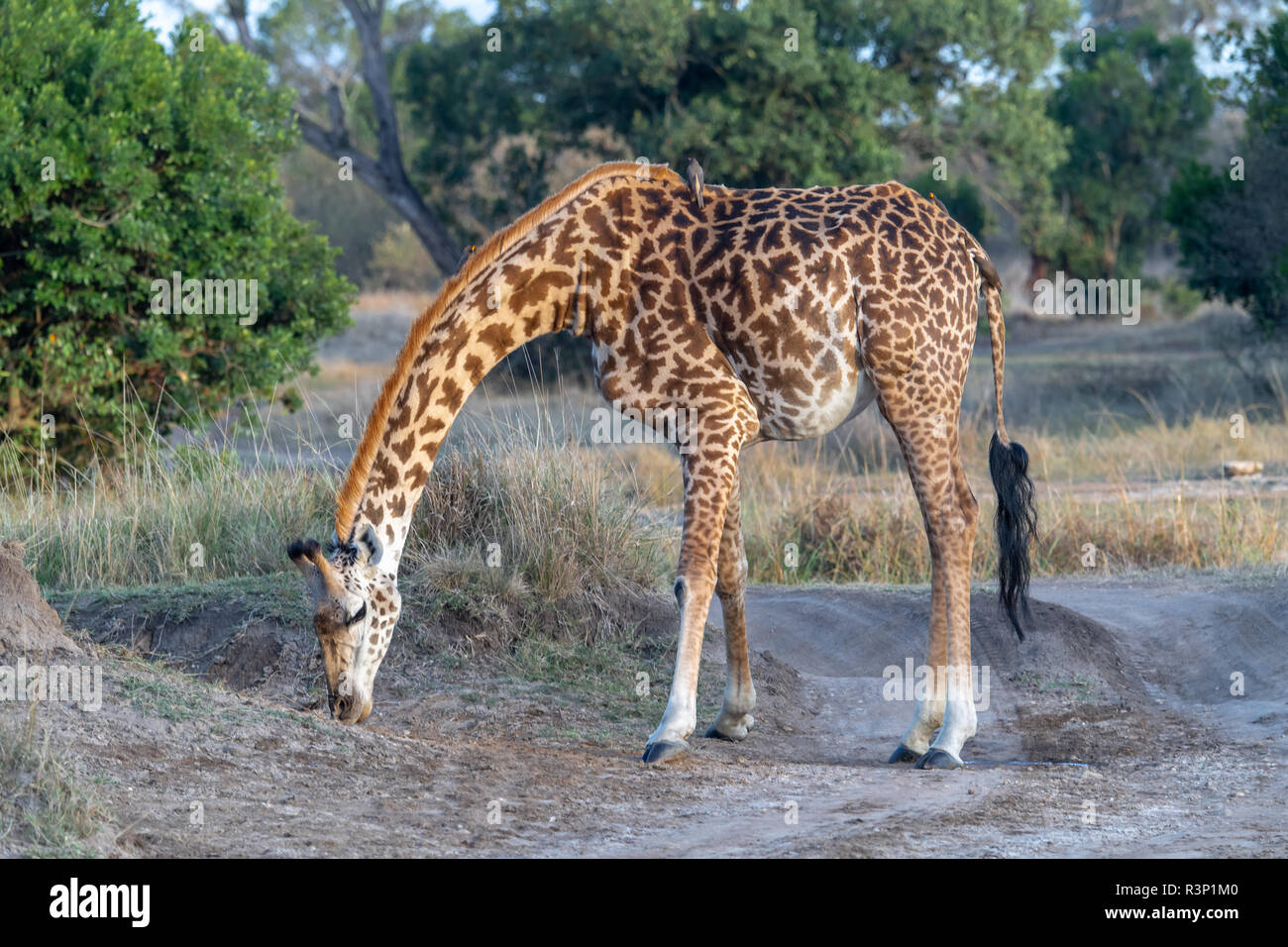 Masai giraffe (Giraffa camelopardalis tippelskirchii) in Maasai Mara region of Kenya in east Africa Stock Photo