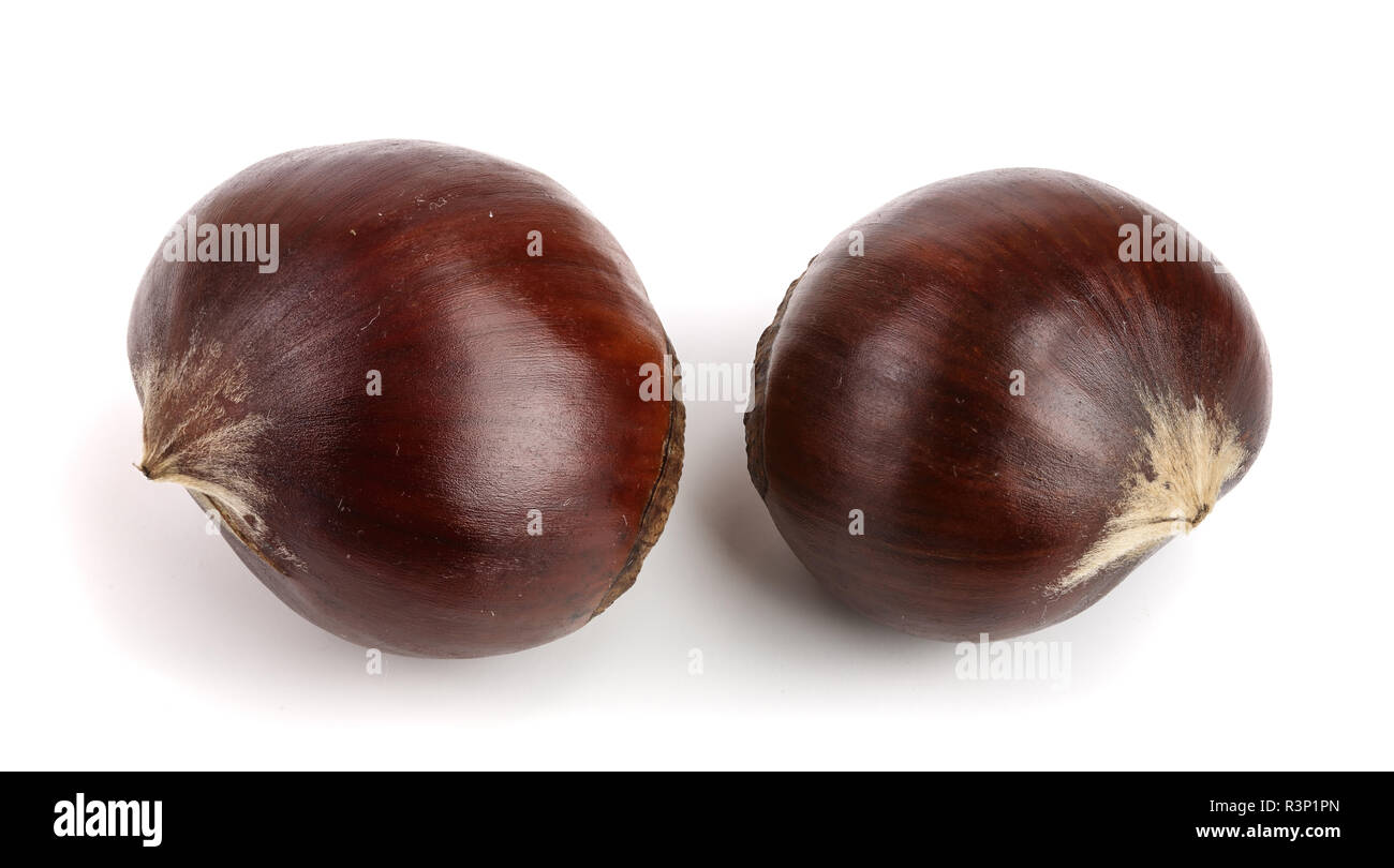 fresh edible chestnut isolated on white background Stock Photo Alamy