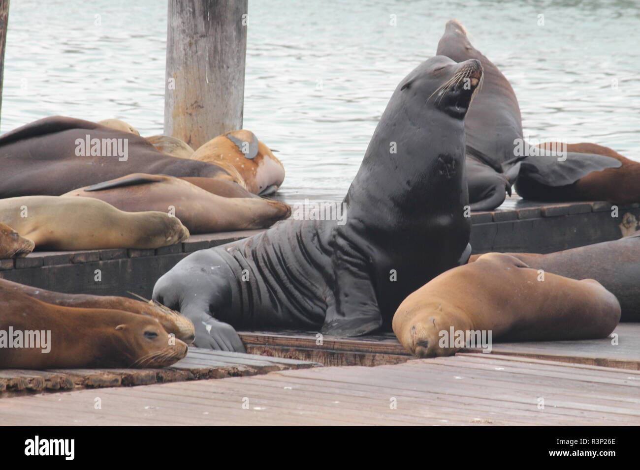 Seelöwen am Pier 39, San Francisco, San Francisco, Kalifornien, USA Stock Photo