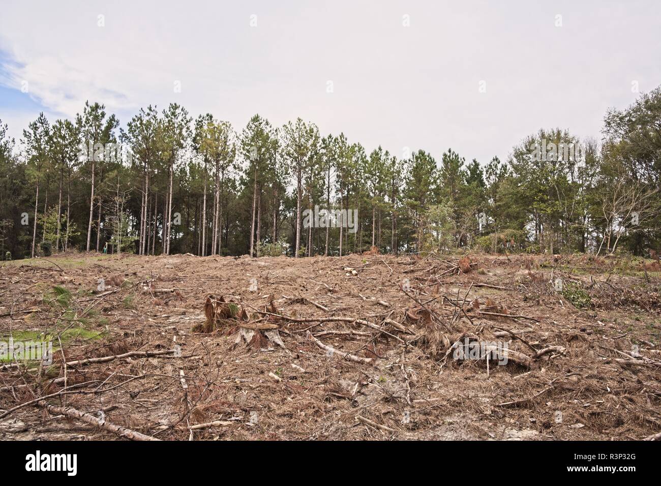 Clear cut area of a southern pine tree farm and forest in rural Alabama, USA. Stock Photo