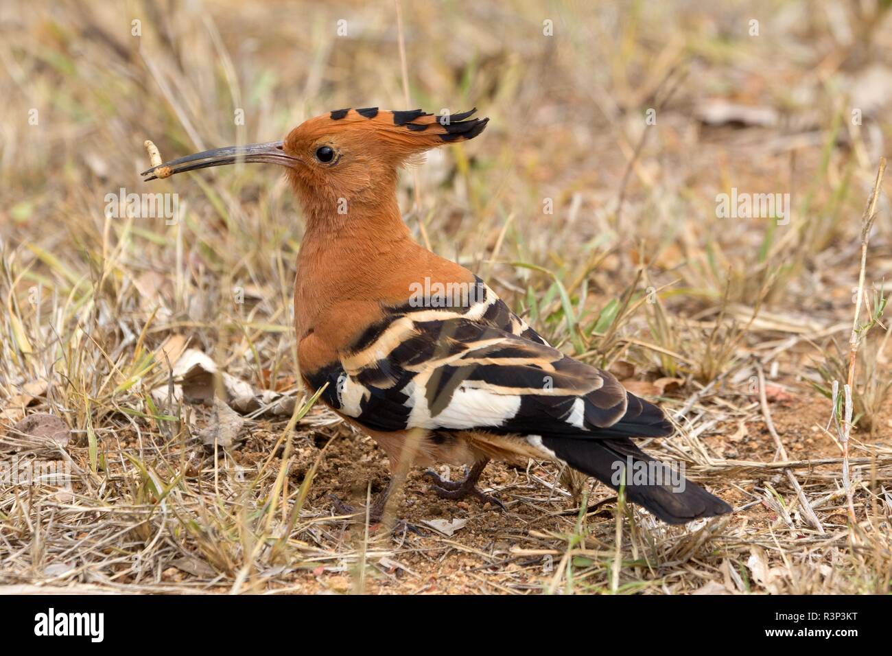 hoopoe Stock Photo