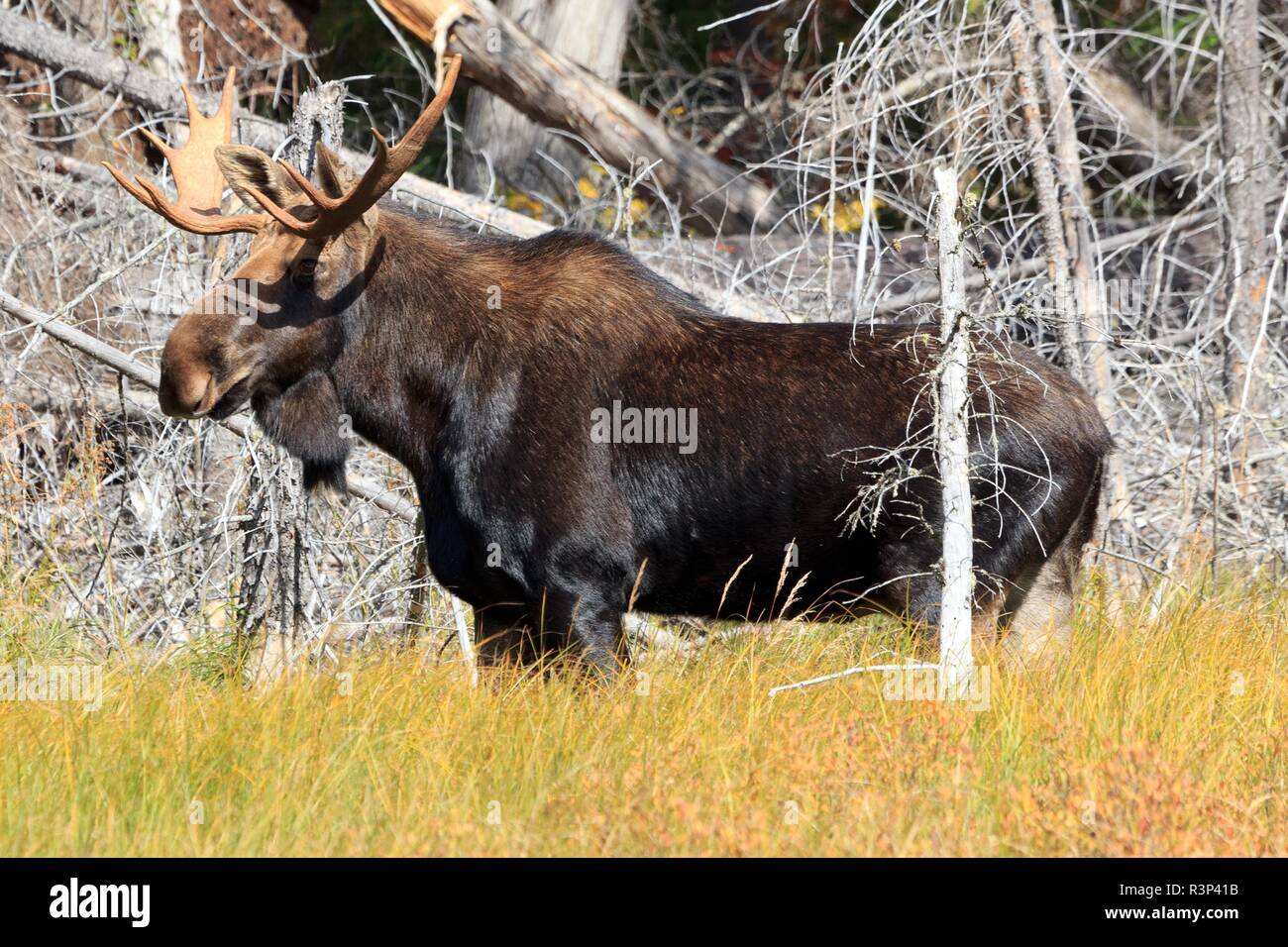 bull moose Stock Photo