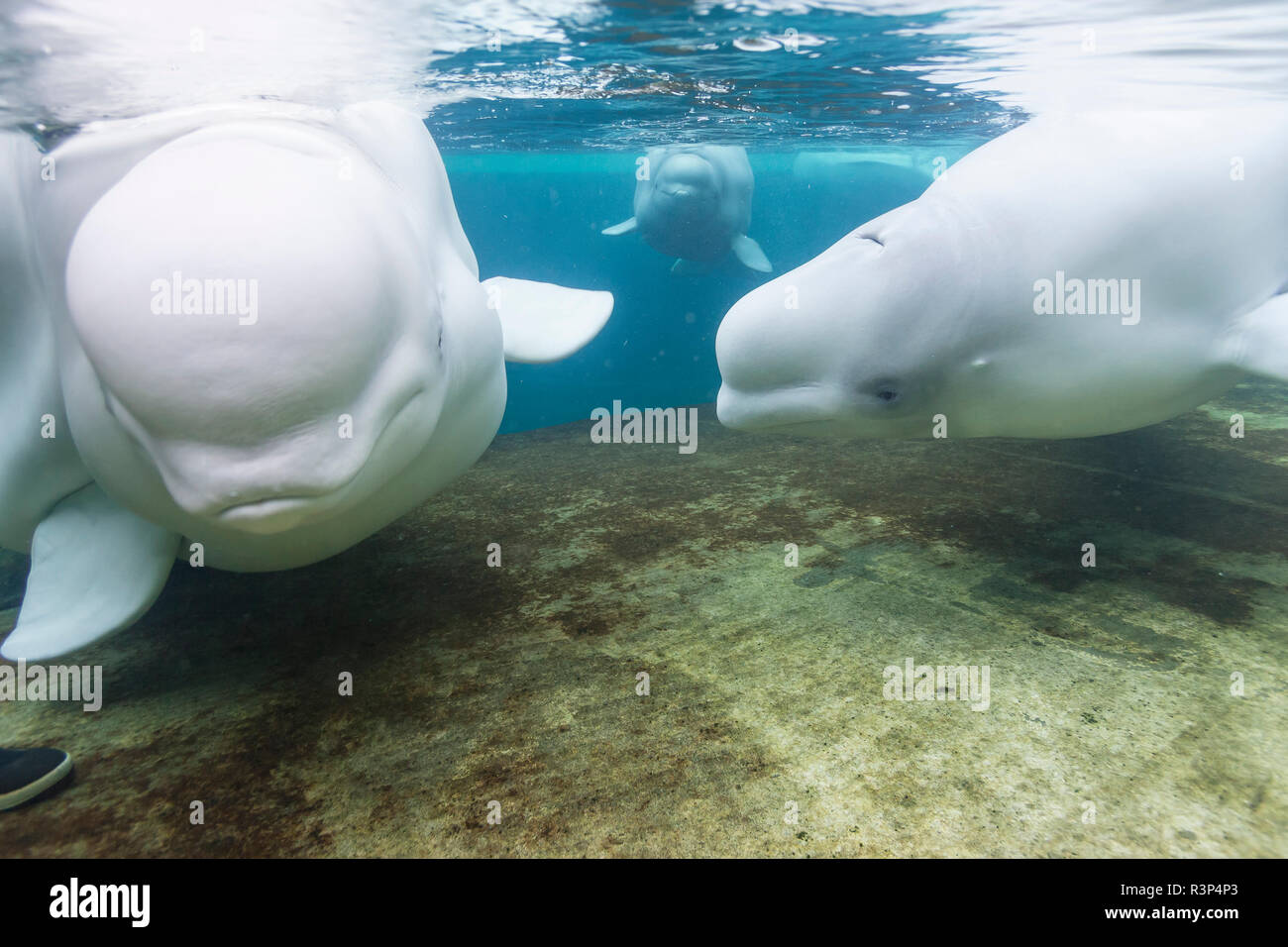 Vancouver Aquarium beluga on 'breeding loan' to Florida SeaWorld