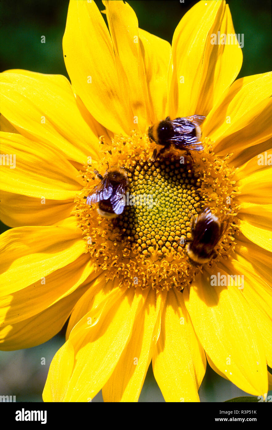 Honey Bees on sunflower, Victoria, British Columbia Stock Photo