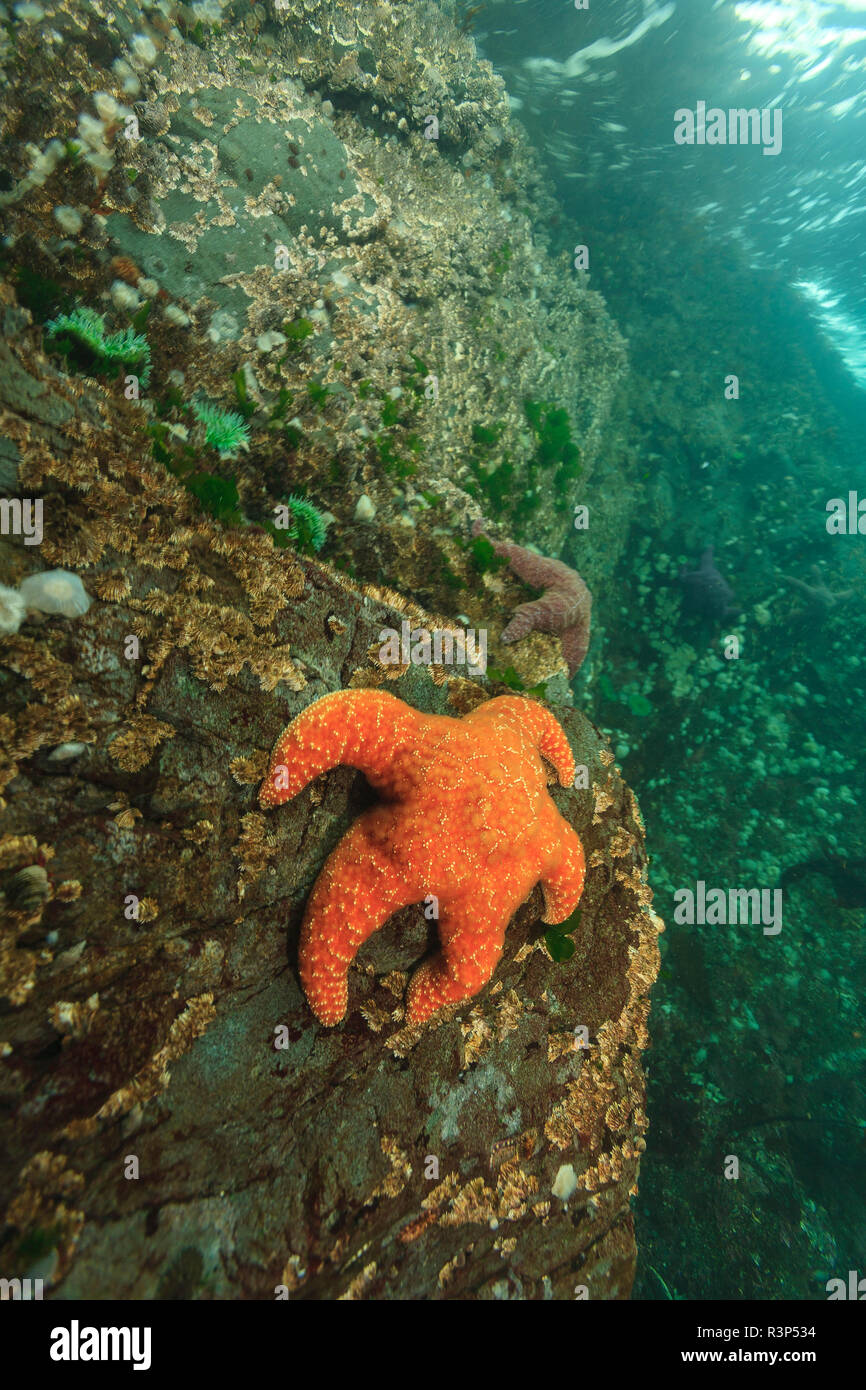 Shallow invertebrate marine life, Browning Passage, Northern Vancouver Island, British Columbia, Canada Stock Photo