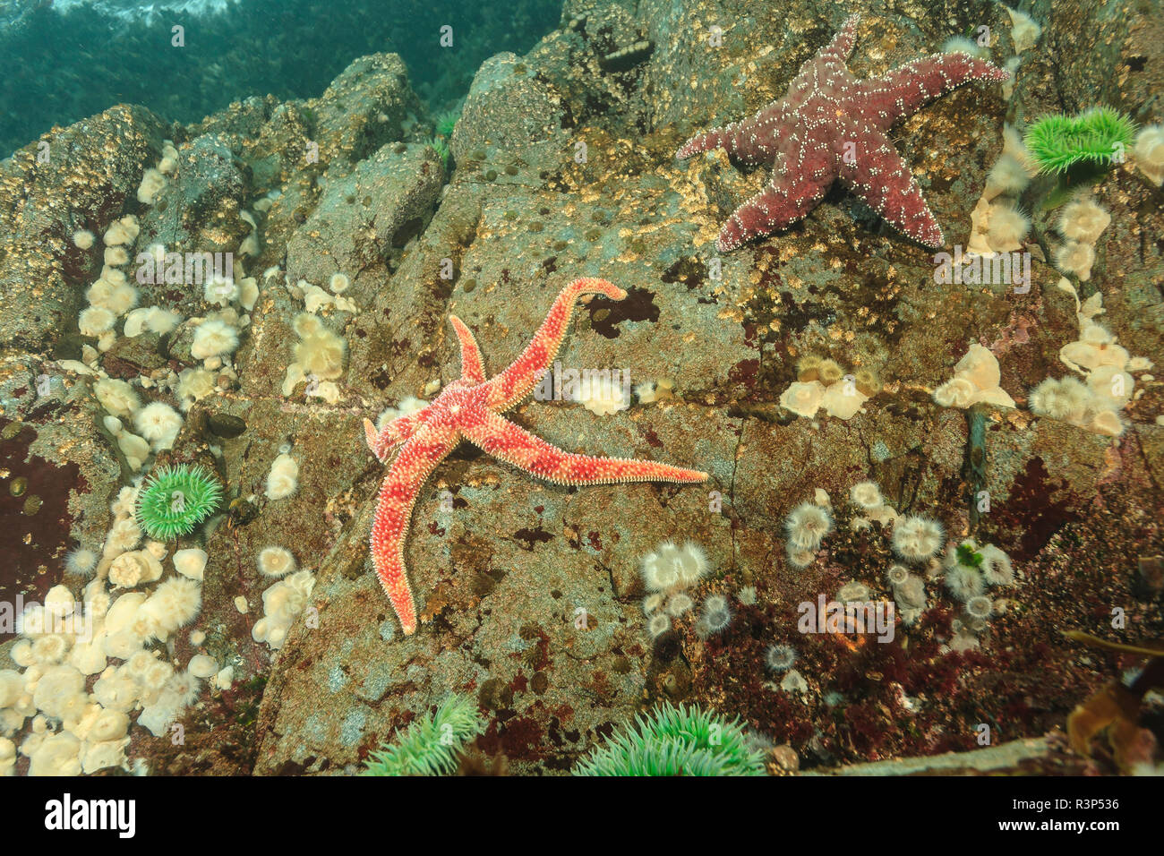 Shallow invertebrate marine life, Browning Passage, Northern Vancouver Island, British Columbia, Canada Stock Photo